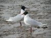 Mediterranean Gull at Westcliff Seafront (Steve Arlow) (167157 bytes)